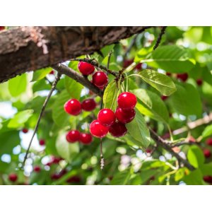 Stĺpovitá čerešňo-višňa (Prunus avium  x cerasus) ´CAROLINE´ - skorá, výška 110-140 cm, voľnokorenná